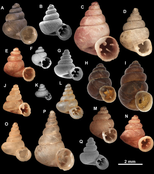 A Tiny Masterpiece of Nature - The Newly Discovered Snail Named After Picasso